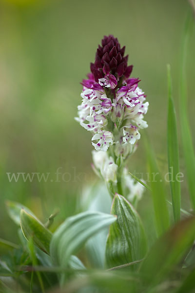 Brand-Knabenkraut (Orchis ustulata)