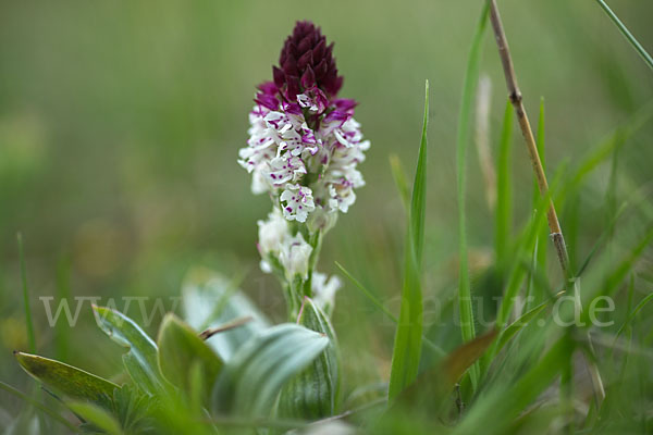 Brand-Knabenkraut (Orchis ustulata)