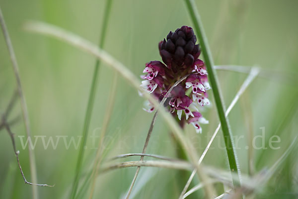 Brand-Knabenkraut (Orchis ustulata)