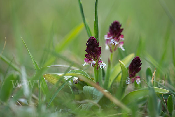 Brand-Knabenkraut (Orchis ustulata)