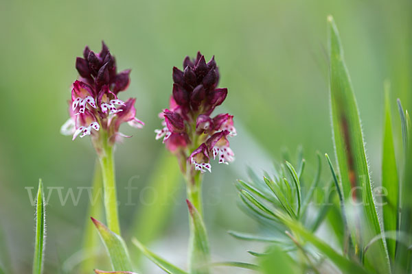 Brand-Knabenkraut (Orchis ustulata)