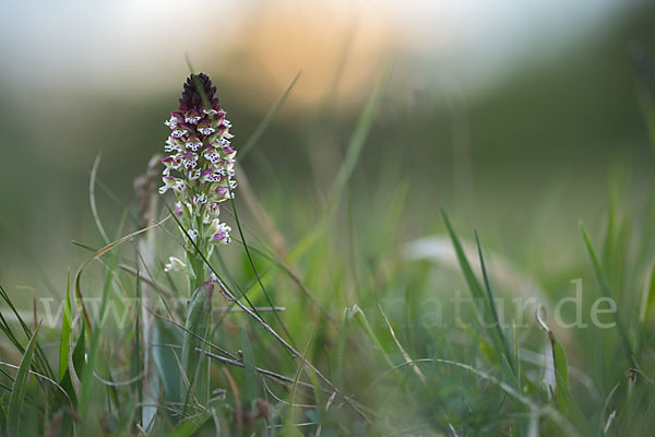 Brand-Knabenkraut (Orchis ustulata)