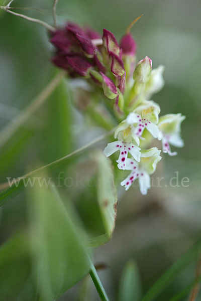 Brand-Knabenkraut (Orchis ustulata)