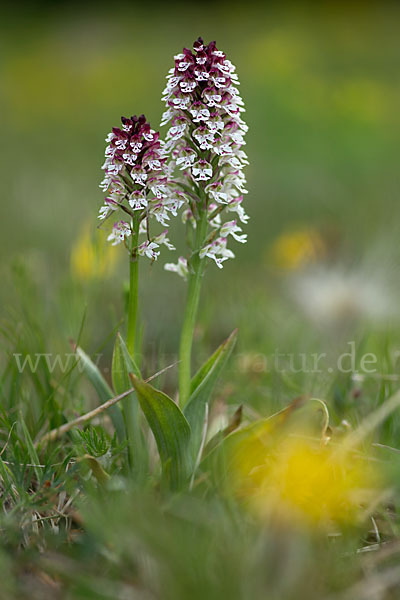 Brand-Knabenkraut (Orchis ustulata)