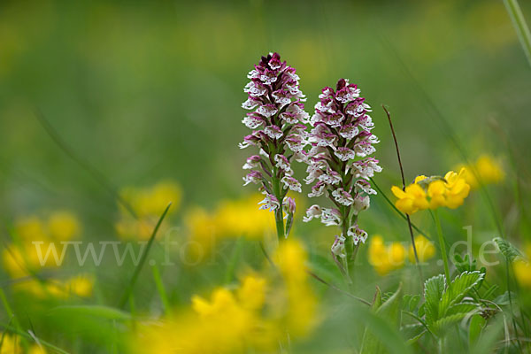 Brand-Knabenkraut (Orchis ustulata)