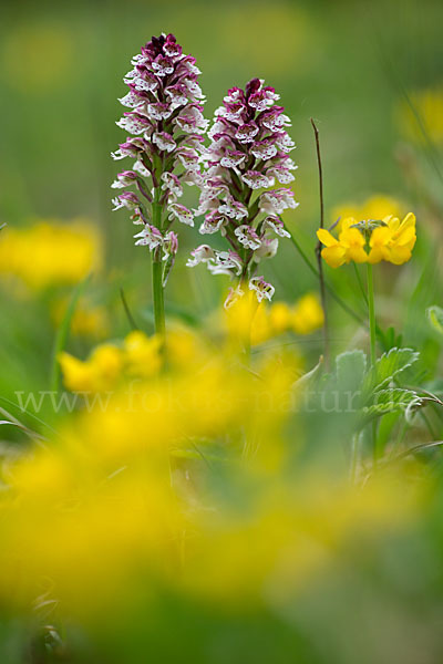 Brand-Knabenkraut (Orchis ustulata)