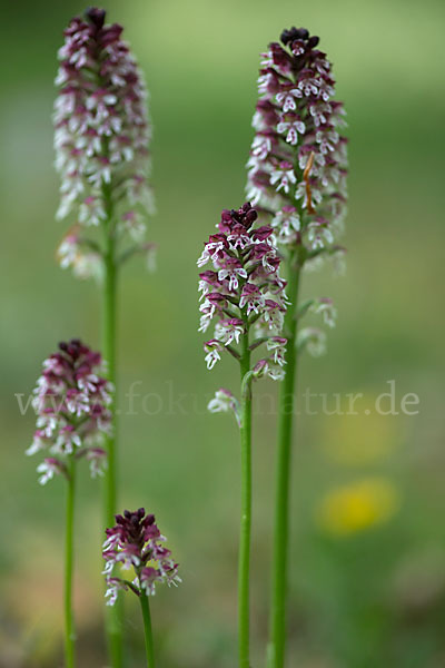 Brand-Knabenkraut (Orchis ustulata)