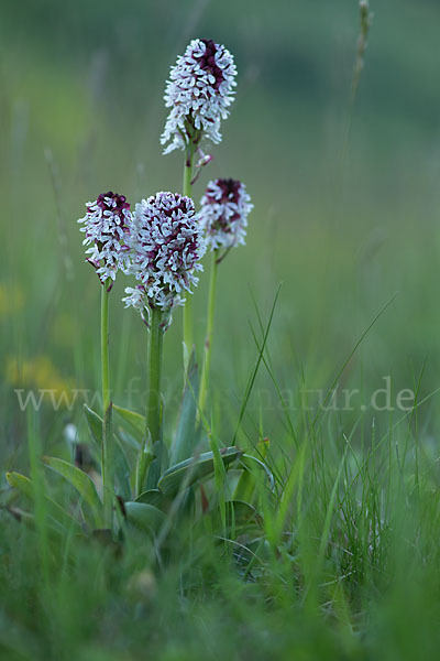 Brand-Knabenkraut (Orchis ustulata)