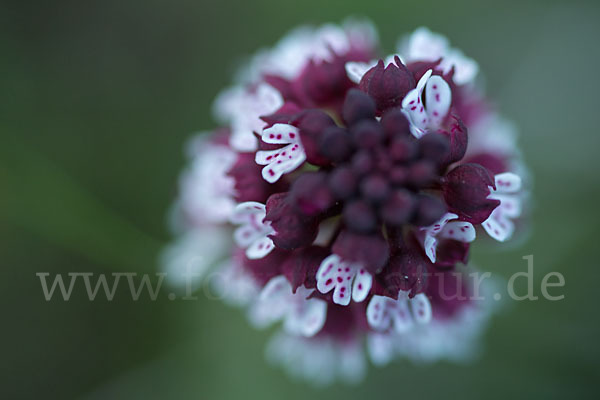 Brand-Knabenkraut (Orchis ustulata)