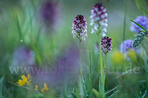 Brand-Knabenkraut (Orchis ustulata)