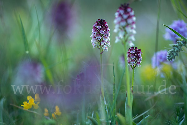 Brand-Knabenkraut (Orchis ustulata)