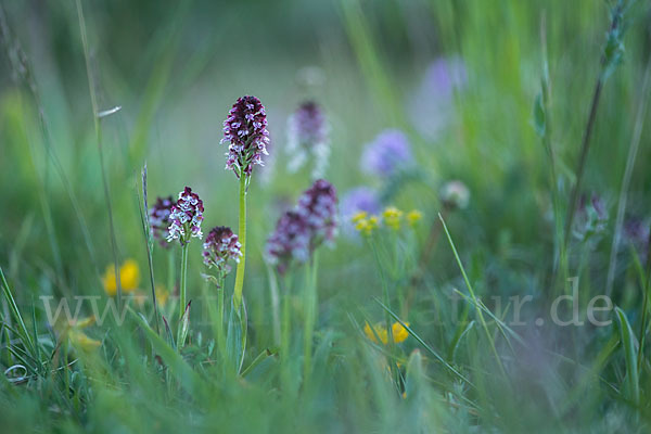 Brand-Knabenkraut (Orchis ustulata)