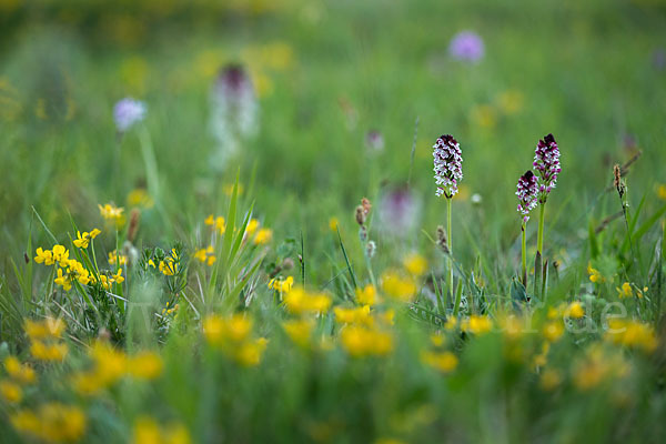 Brand-Knabenkraut (Orchis ustulata)