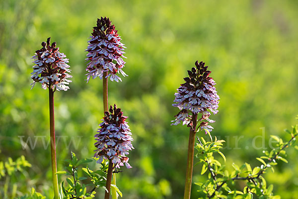 Brand-Knabenkraut (Orchis ustulata)