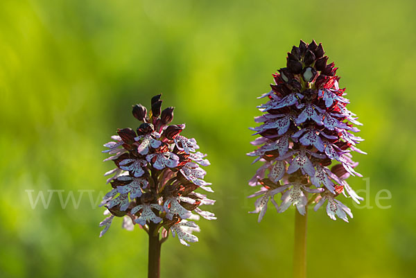 Brand-Knabenkraut (Orchis ustulata)