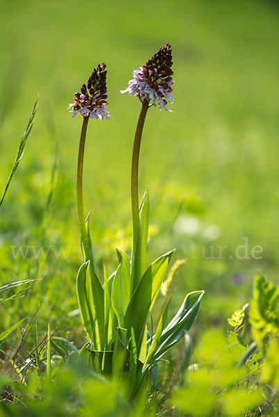 Brand-Knabenkraut (Orchis ustulata)