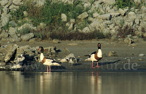 Brandgans (Tadorna tadorna)