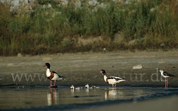 Brandgans (Tadorna tadorna)