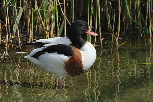 Brandgans (Tadorna tadorna)