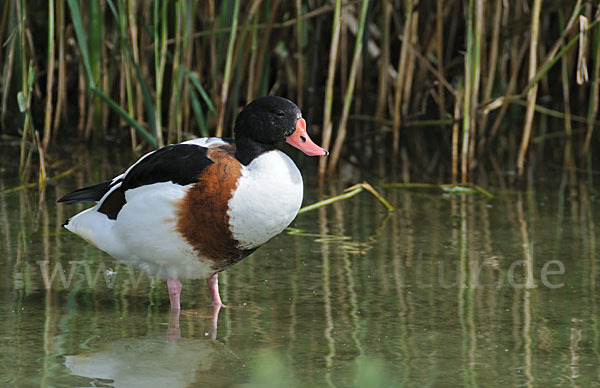 Brandgans (Tadorna tadorna)