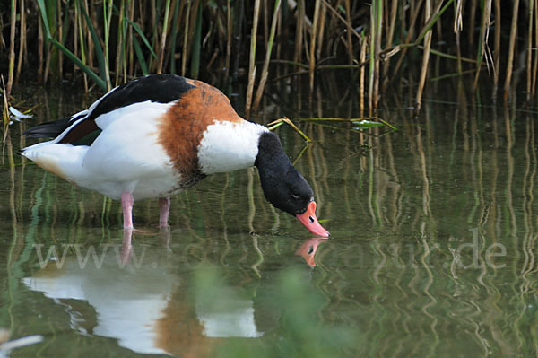 Brandgans (Tadorna tadorna)