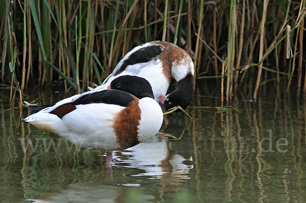 Brandgans (Tadorna tadorna)