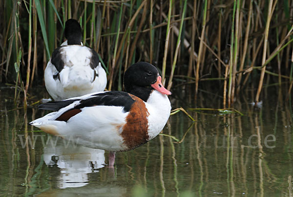 Brandgans (Tadorna tadorna)