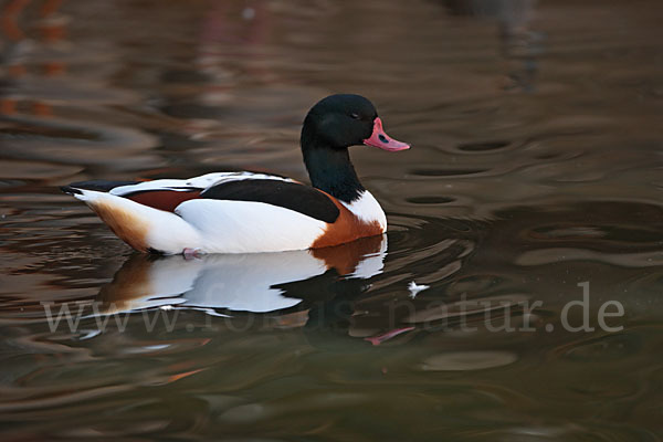 Brandgans (Tadorna tadorna)