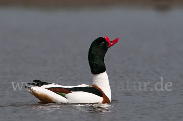 Brandgans (Tadorna tadorna)