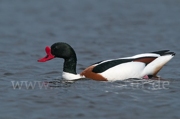 Brandgans (Tadorna tadorna)