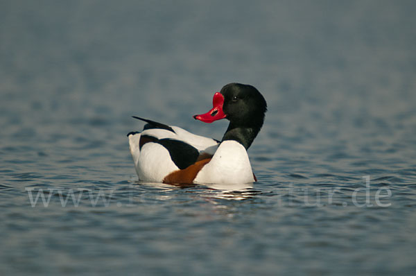 Brandgans (Tadorna tadorna)