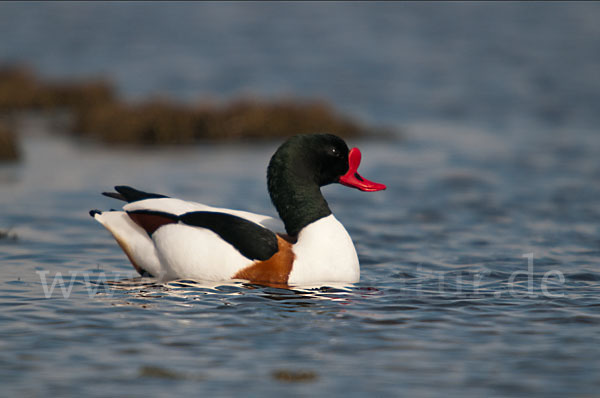 Brandgans (Tadorna tadorna)