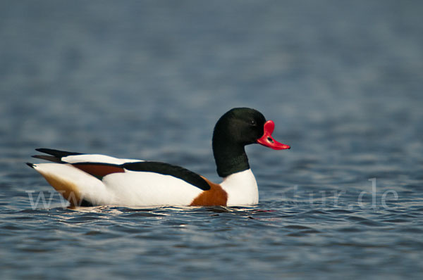 Brandgans (Tadorna tadorna)