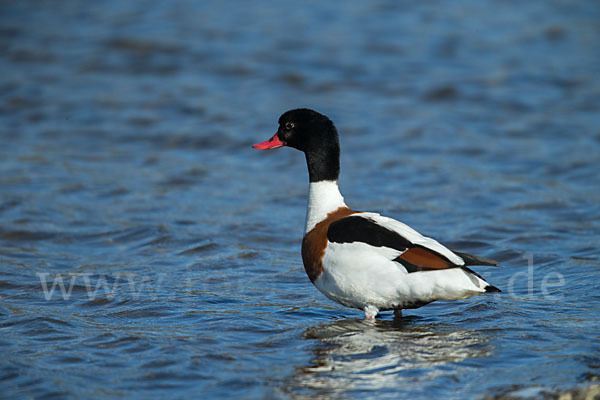 Brandgans (Tadorna tadorna)