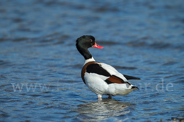 Brandgans (Tadorna tadorna)