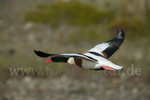 Brandgans (Tadorna tadorna)