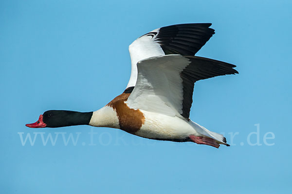 Brandgans (Tadorna tadorna)