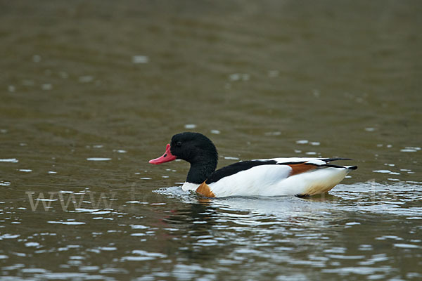 Brandgans (Tadorna tadorna)