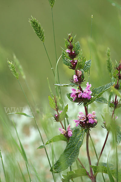 Brandkraut spec. (Phlomis agraria)