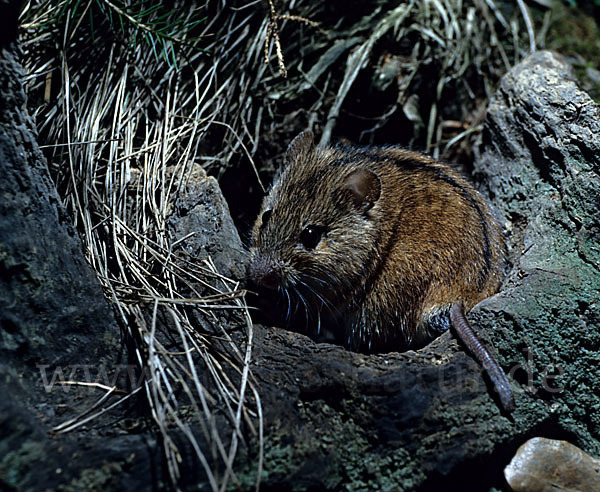 Brandmaus (Apodemus agrarius)