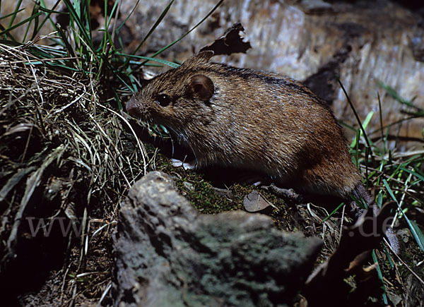 Brandmaus (Apodemus agrarius)