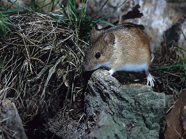 Brandmaus (Apodemus agrarius)