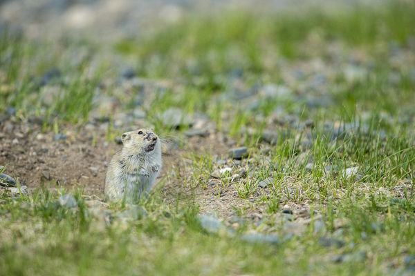 Brandt-Wühlmaus (Lasiopodomys brandtii)