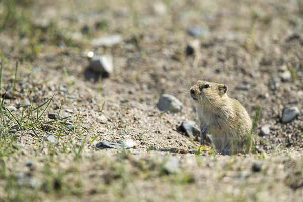 Brandt-Wühlmaus (Lasiopodomys brandtii)