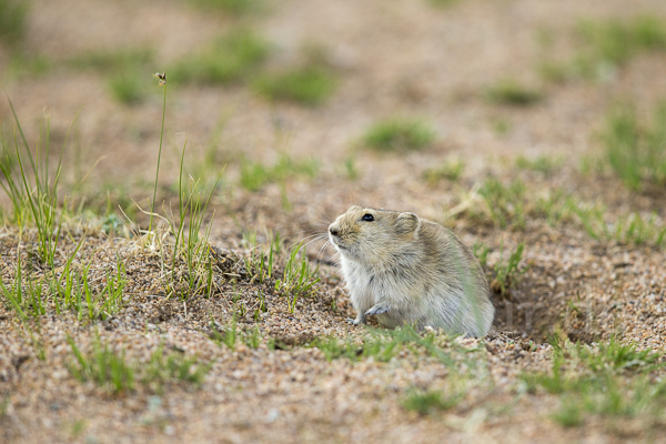 Brandt-Wühlmaus (Lasiopodomys brandtii)