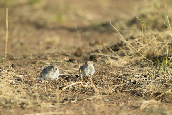 Brandt-Wühlmaus (Lasiopodomys brandtii)