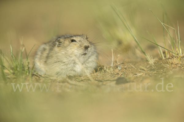 Brandt-Wühlmaus (Lasiopodomys brandtii)