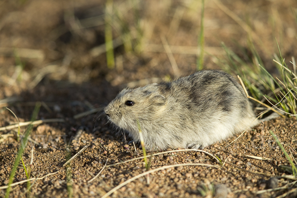 Brandt-Wühlmaus (Lasiopodomys brandtii)