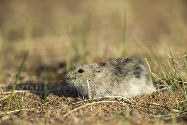 Brandt-Wühlmaus (Lasiopodomys brandtii)