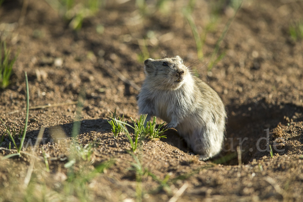 Brandt-Wühlmaus (Lasiopodomys brandtii)